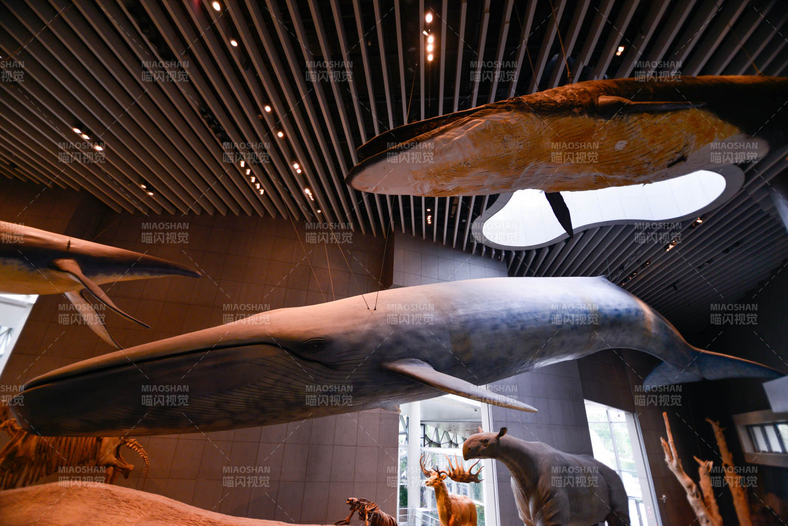 鯨魚標本展廳