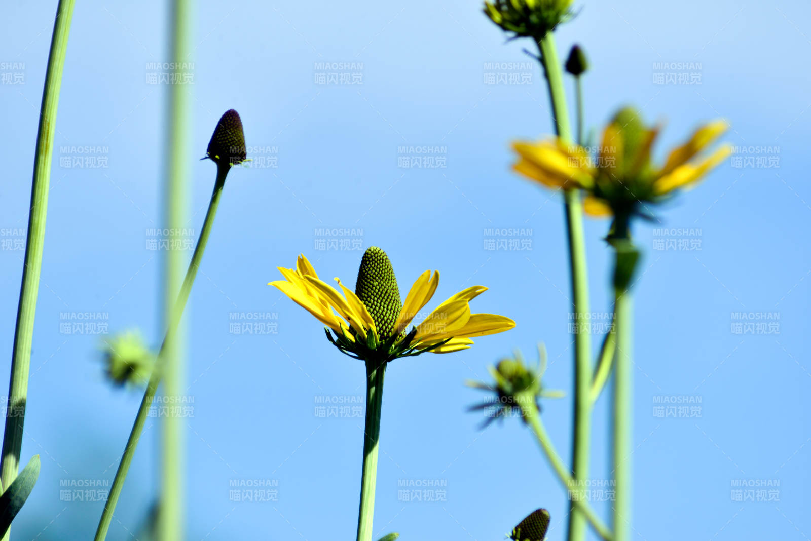 上海黄花绽放蓝天间