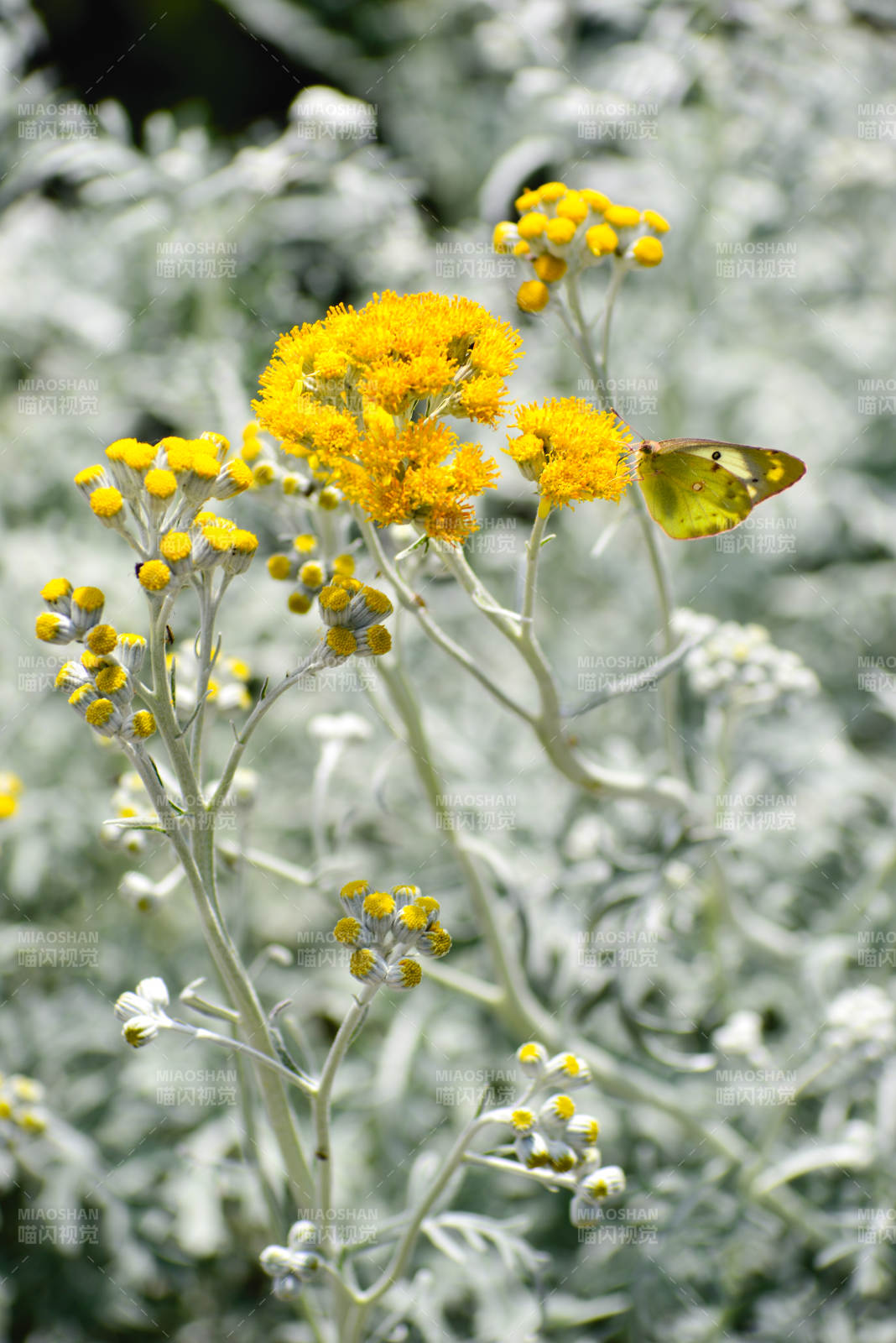 黄花蝶舞银叶间