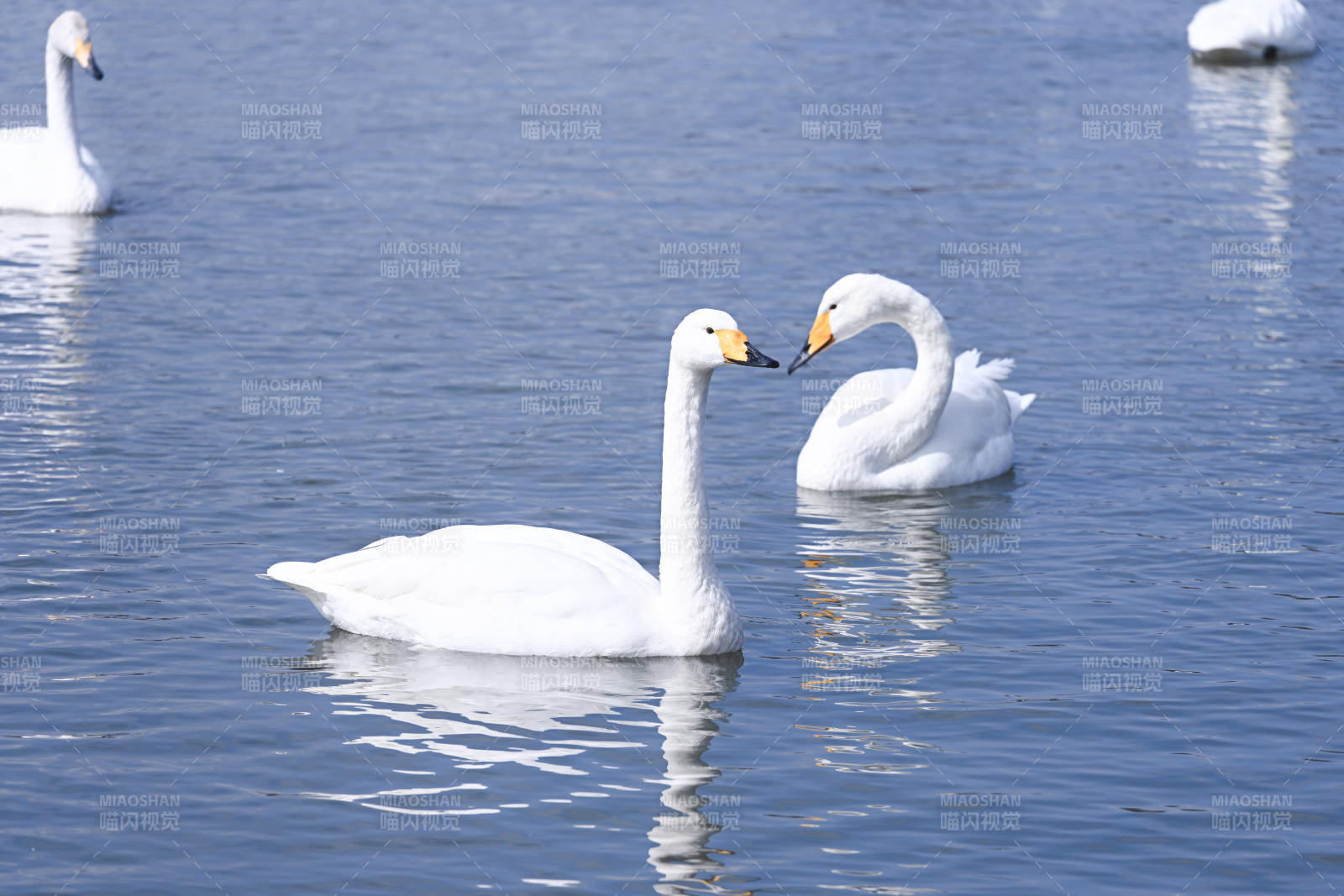 湖上天鵝相依