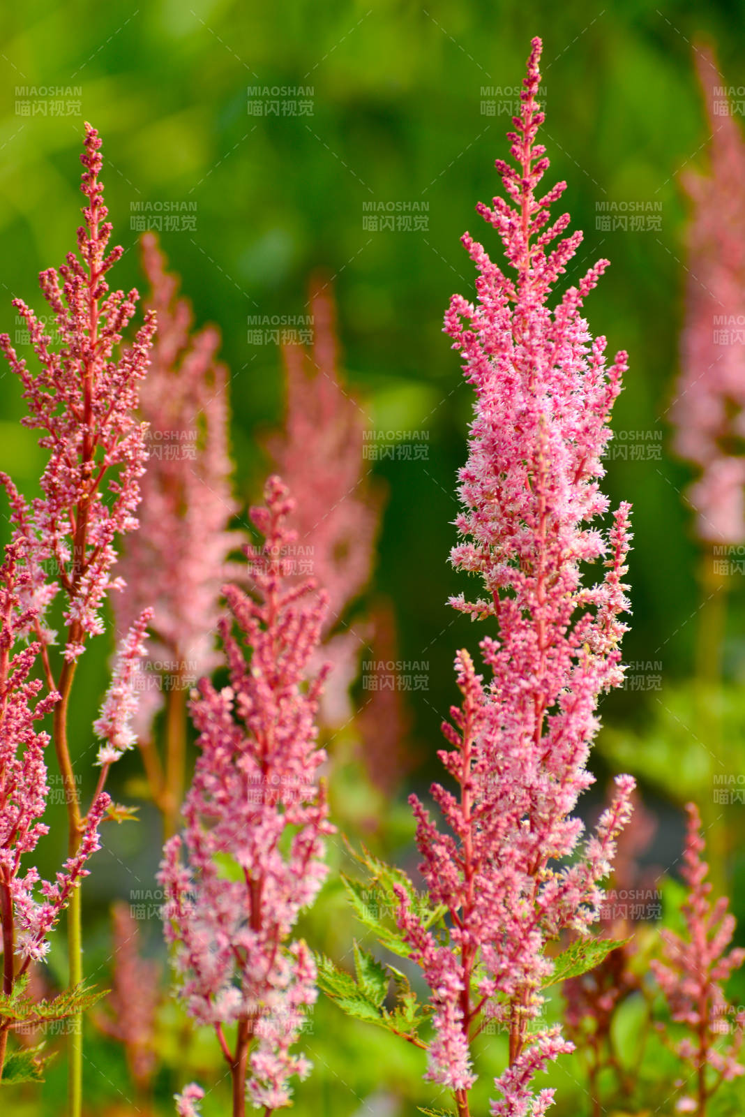 粉紅花穗迎風(fēng)搖曳