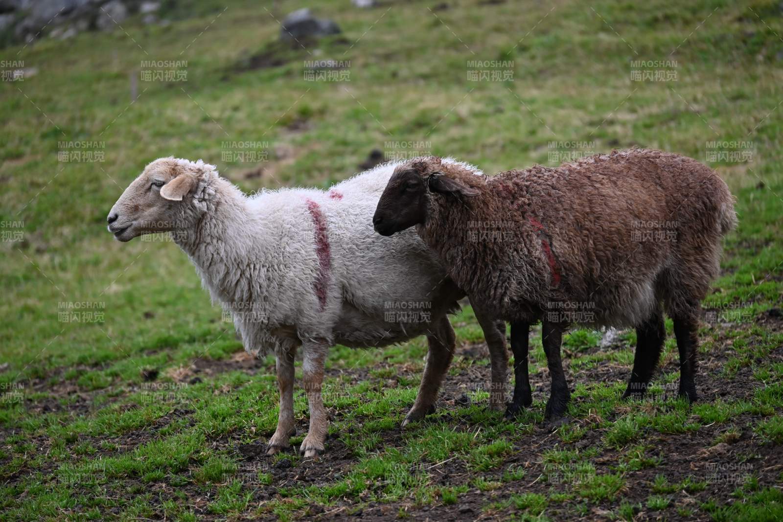 两只羊在草地上