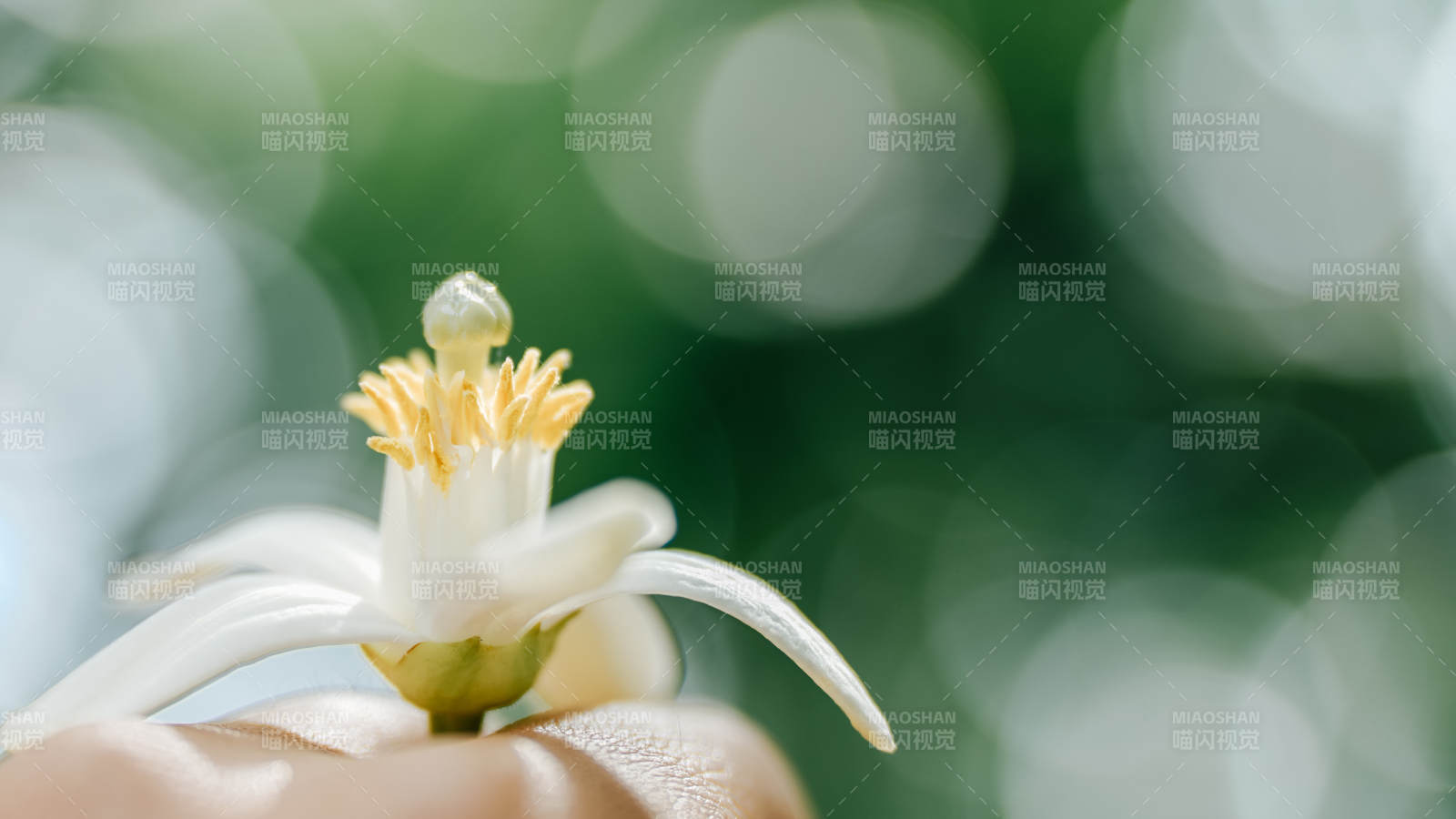 手捧洁白茉莉花