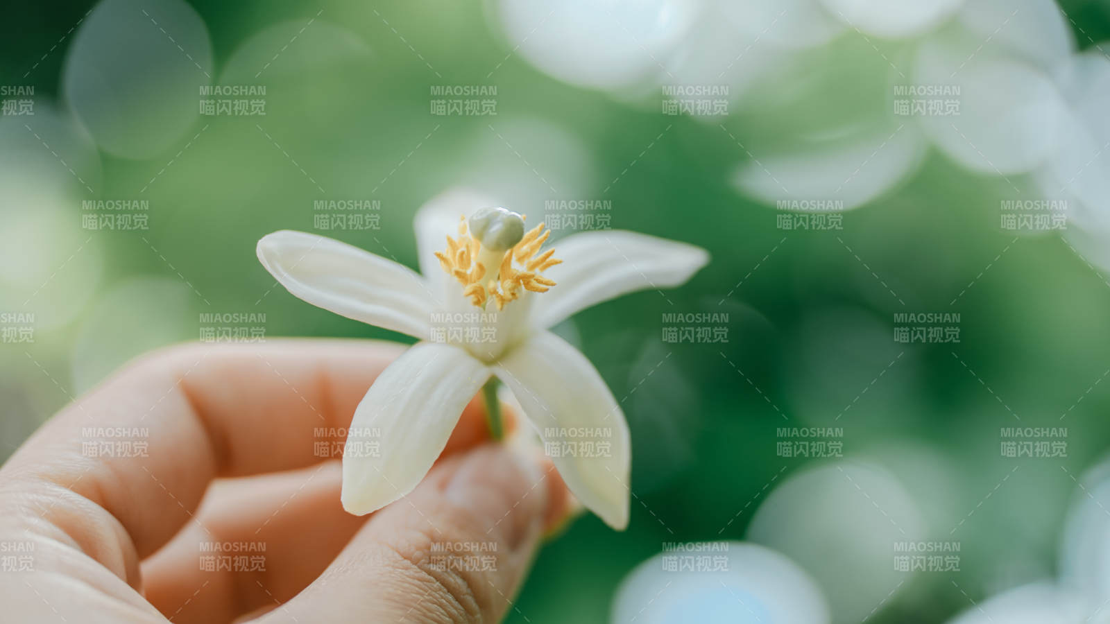 手捧洁白茉莉花