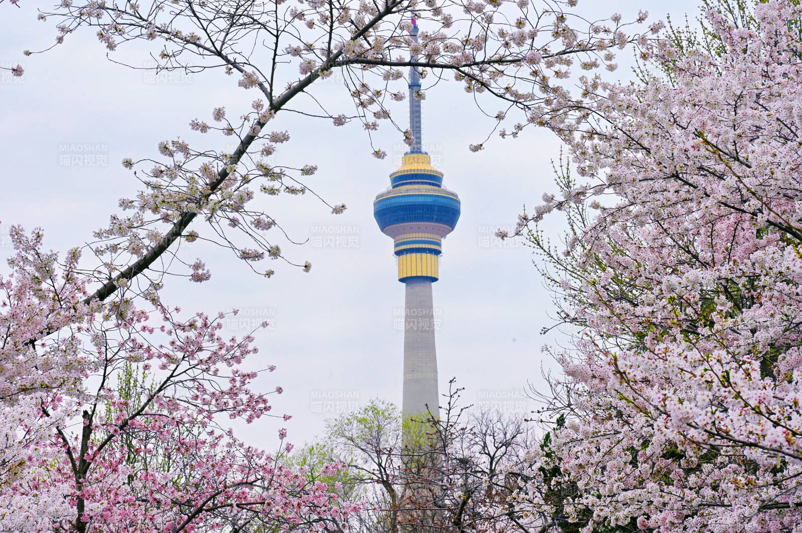 玉渊潭樱花映塔景