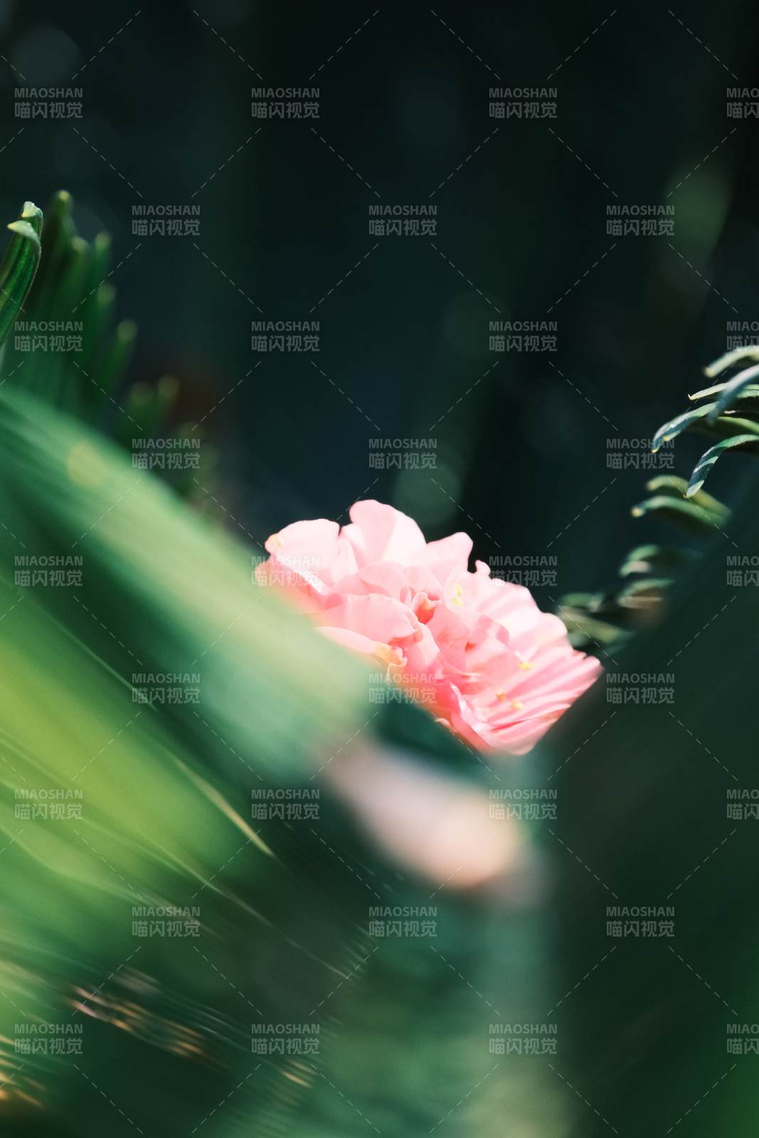 粉花绿叶映春光