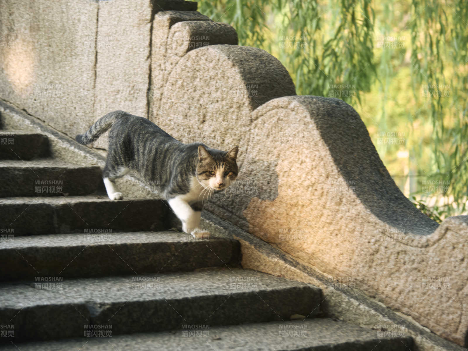 貓攀石階
