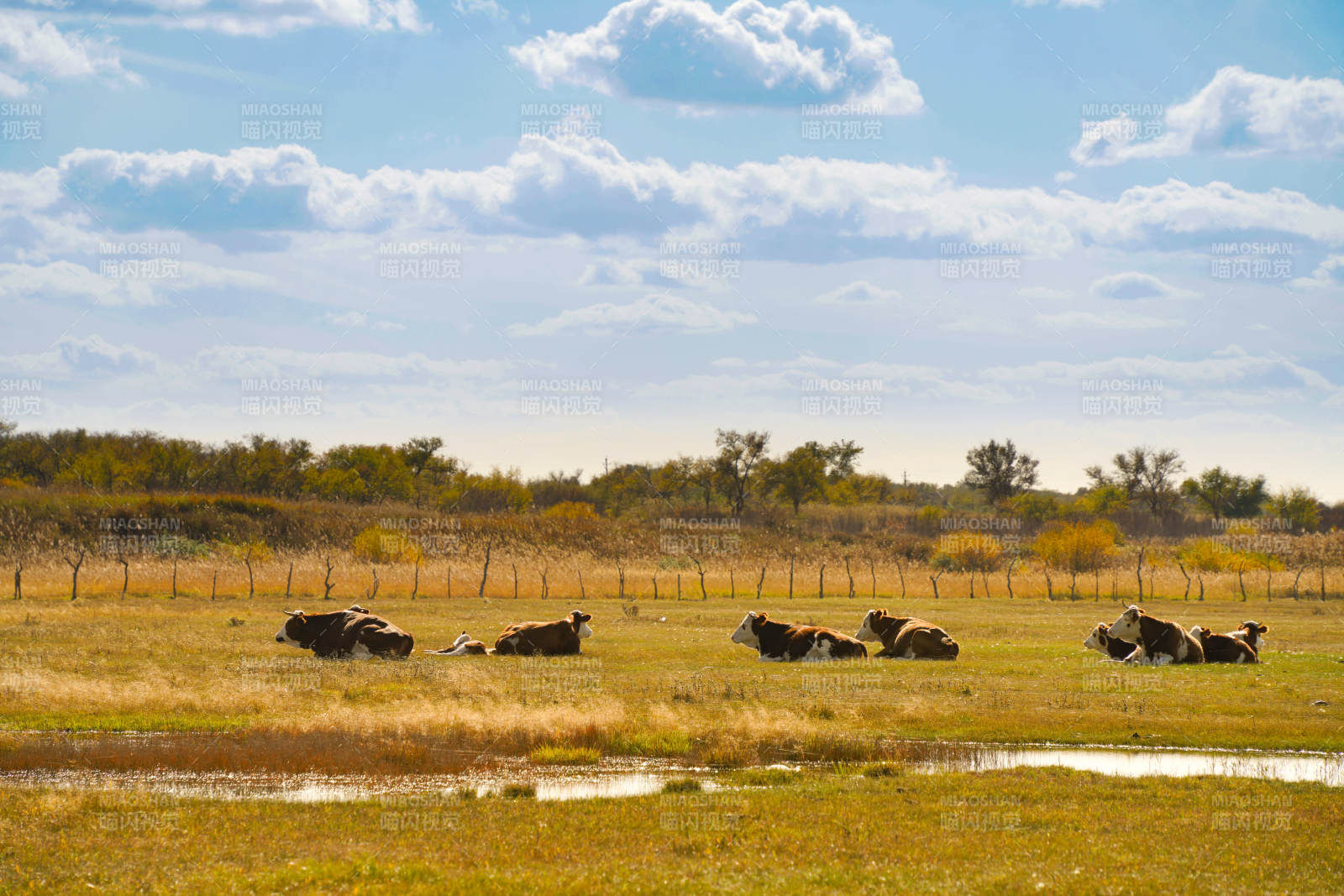 草原牛群休憩圖