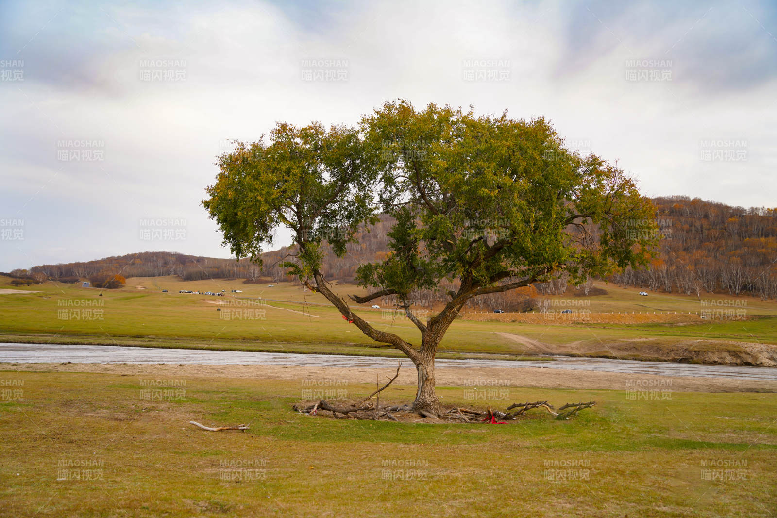 內蒙古草原孤樹秋景