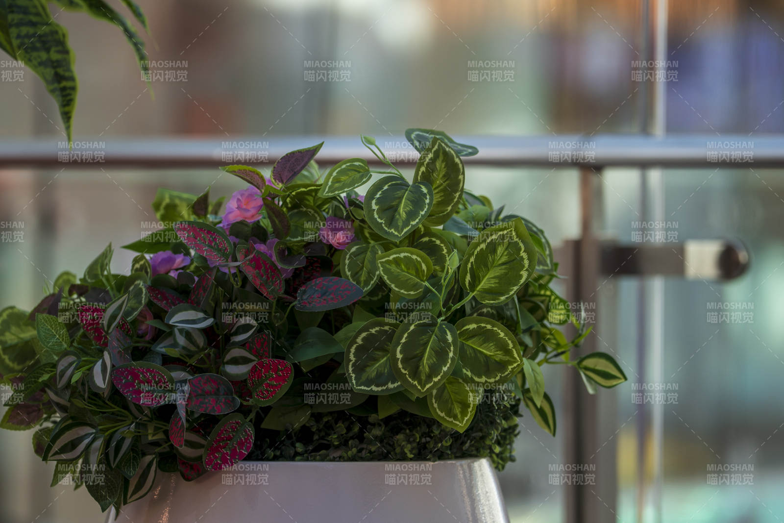 绿植盆栽 生机盎然