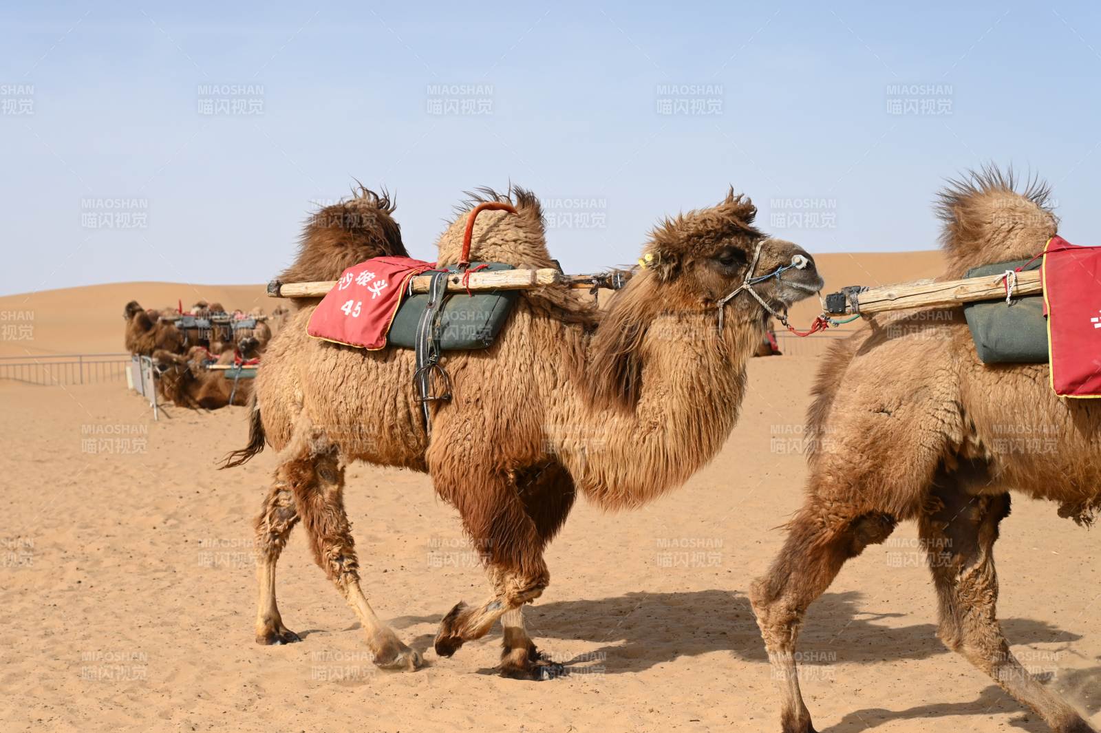 沙坡头沙漠驼队行进中