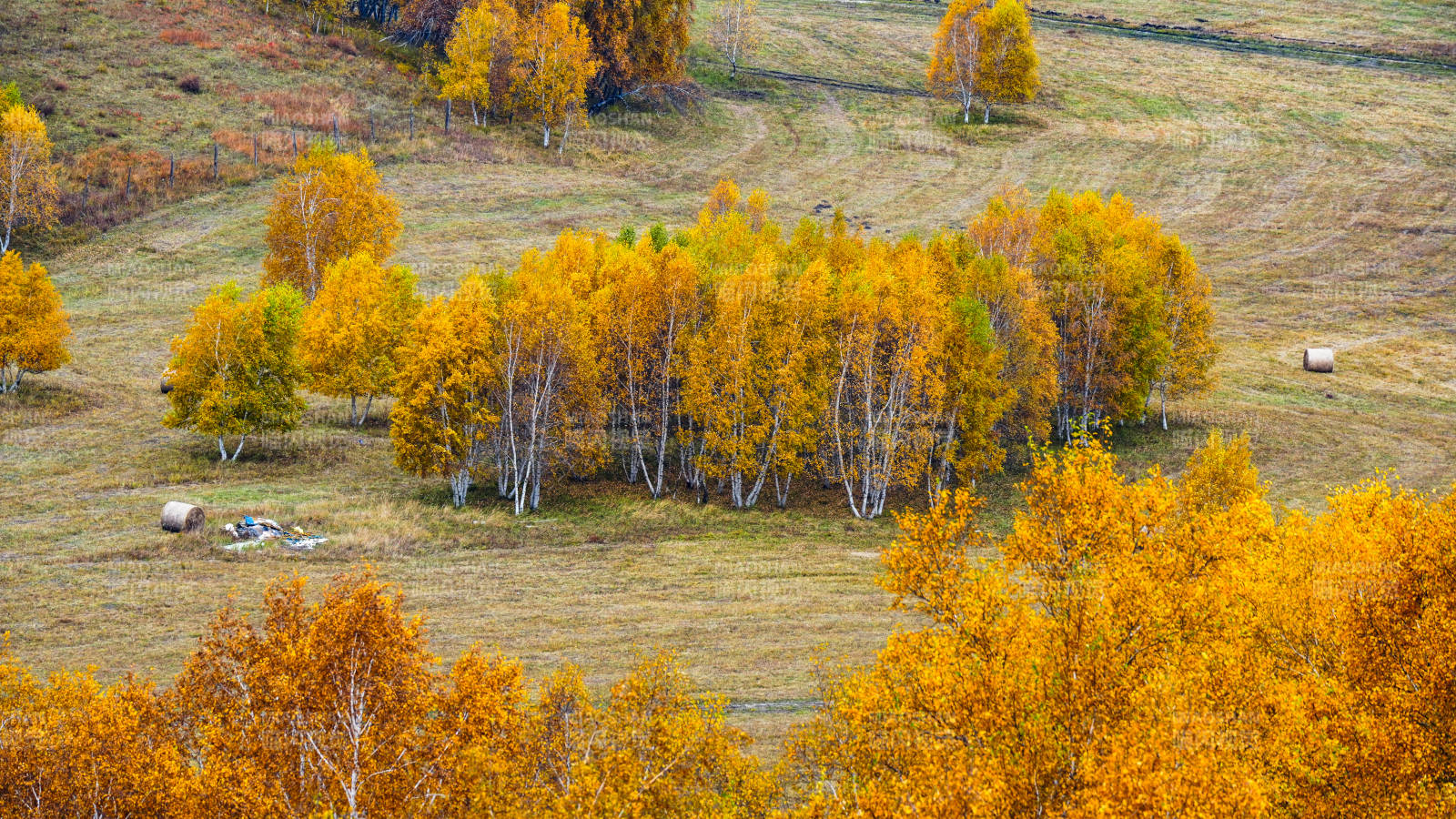 烏蘭布統(tǒng)秋林牧羊圖