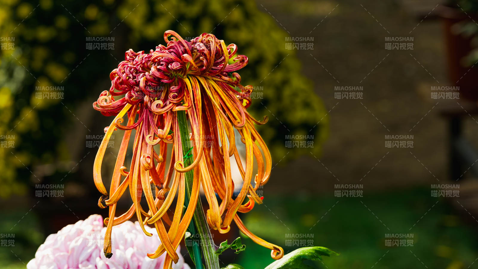 秋菊綻放 色彩斑斕