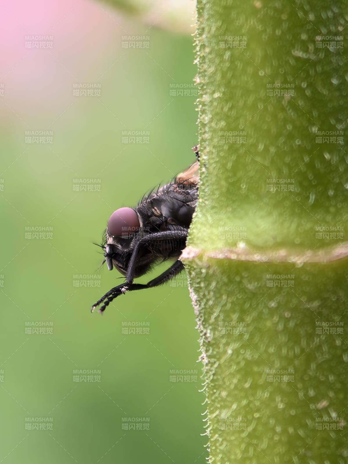 飛蟲探頭綠葉間