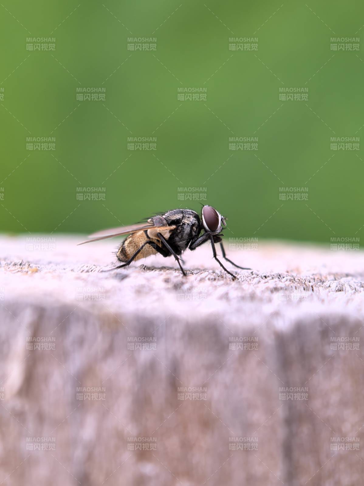 飛蟲棲息木紋上