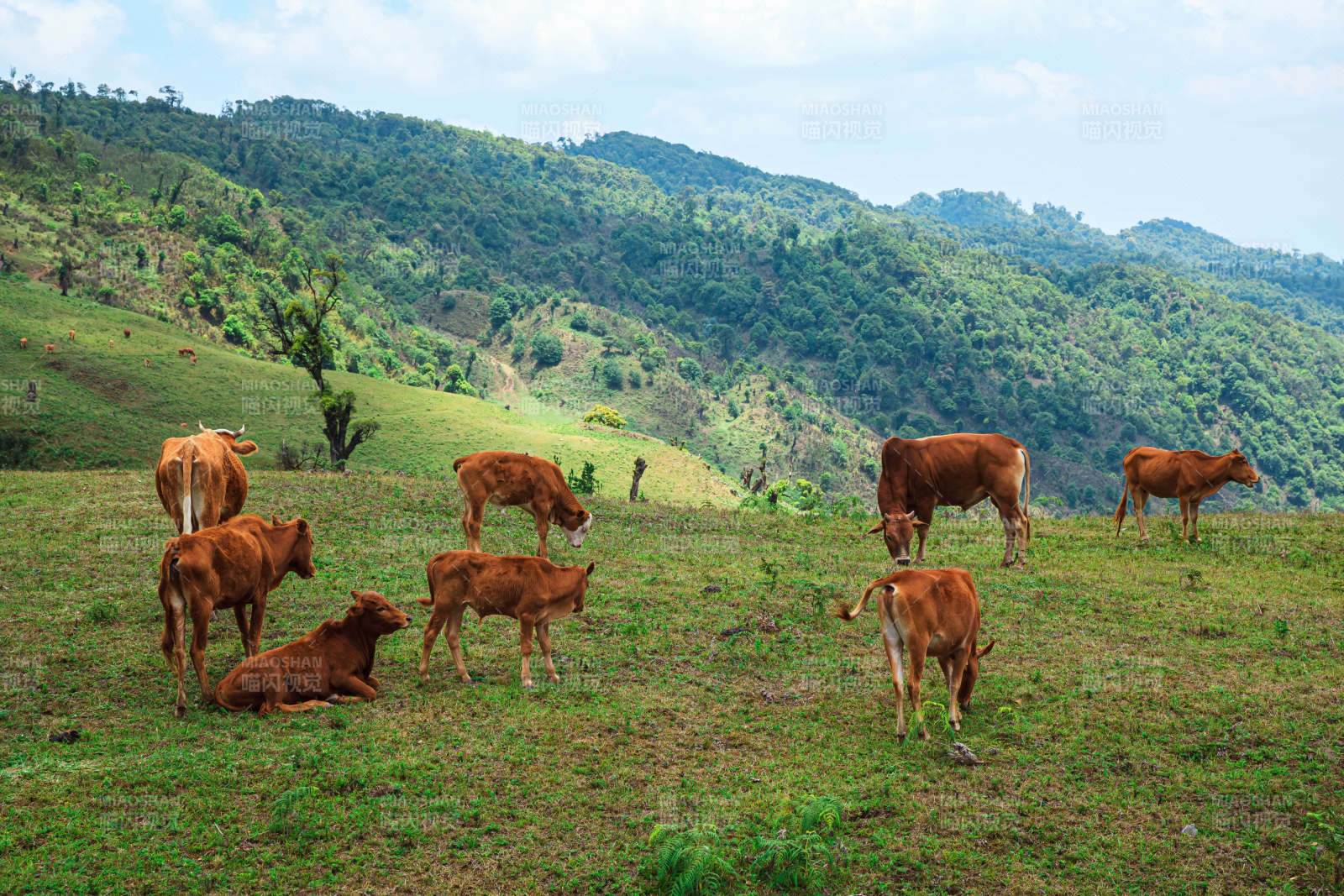 山間牛群悠閑吃草