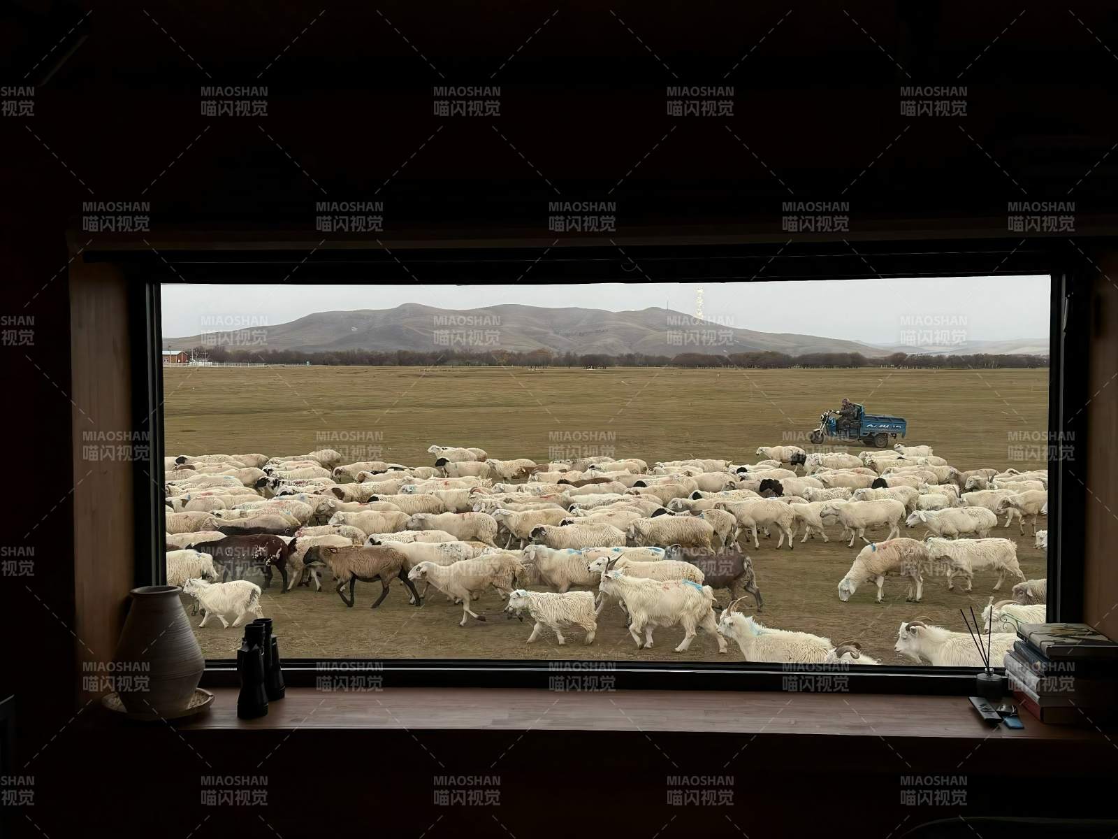 额尔古纳湿地草原的羊群过境