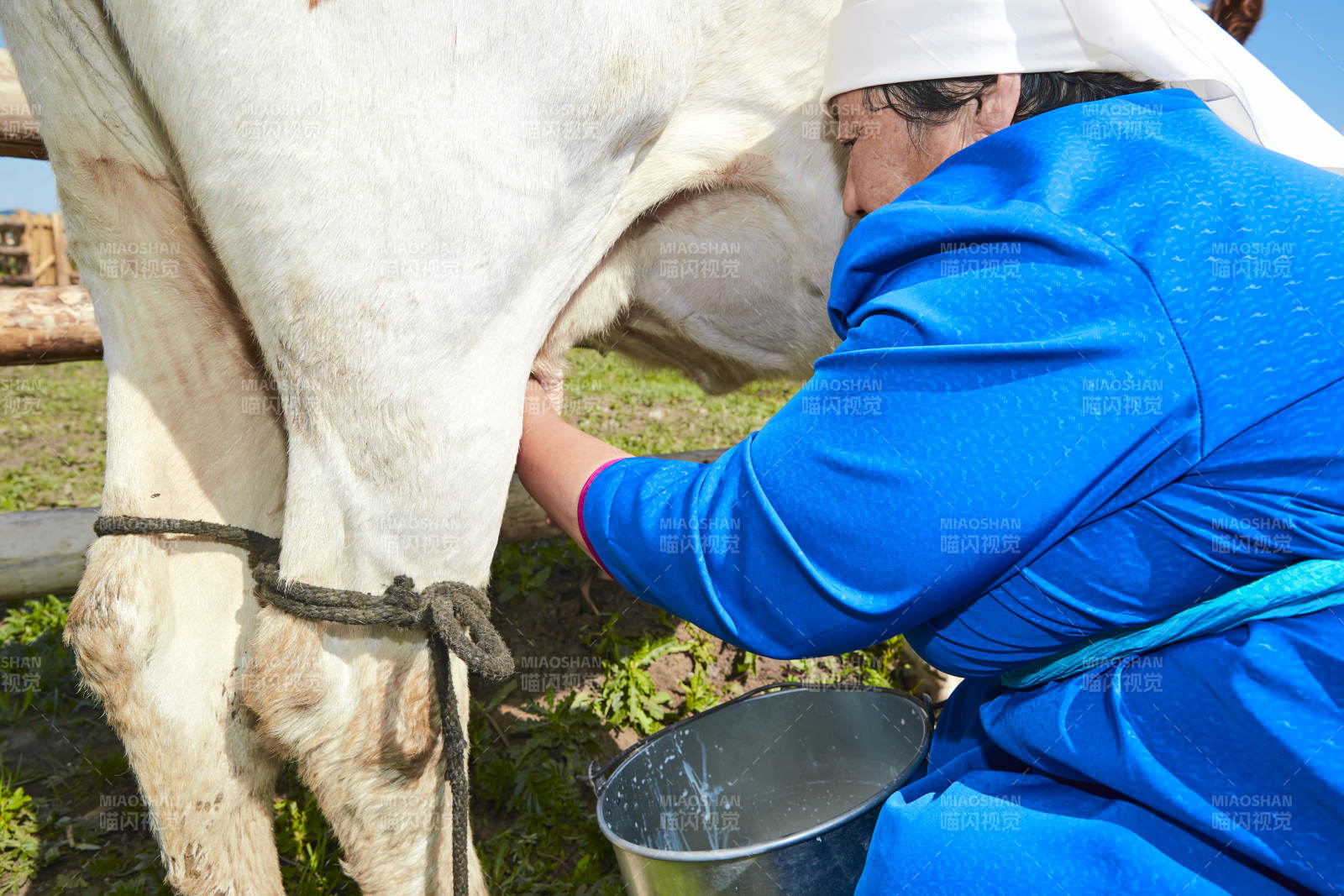 在草原牧場擠牛奶的中老年蒙古女性