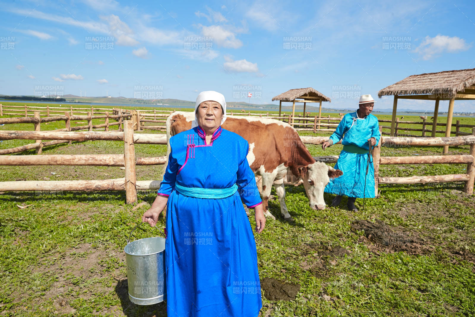 在草原牧場擠牛奶的中老年蒙古女性