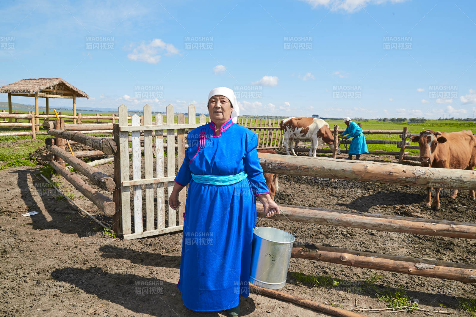 在草原牧場(chǎng)擠牛奶的中老年蒙古女性