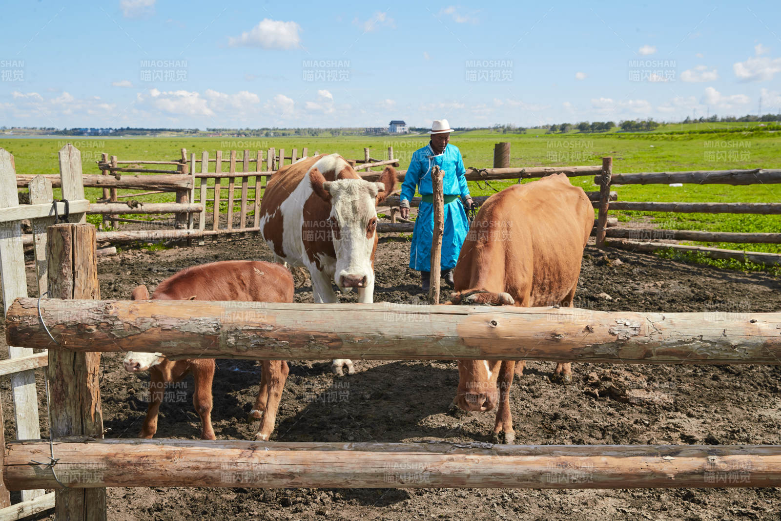 在草原牧場放牛的中老年蒙古男性