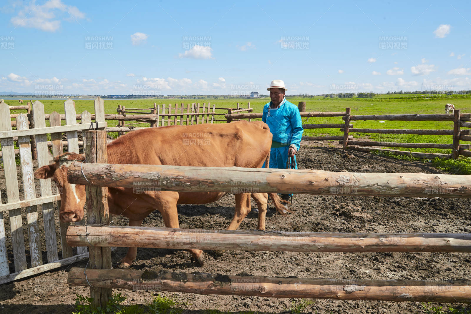 在草原牧場放牛的中老年蒙古男性