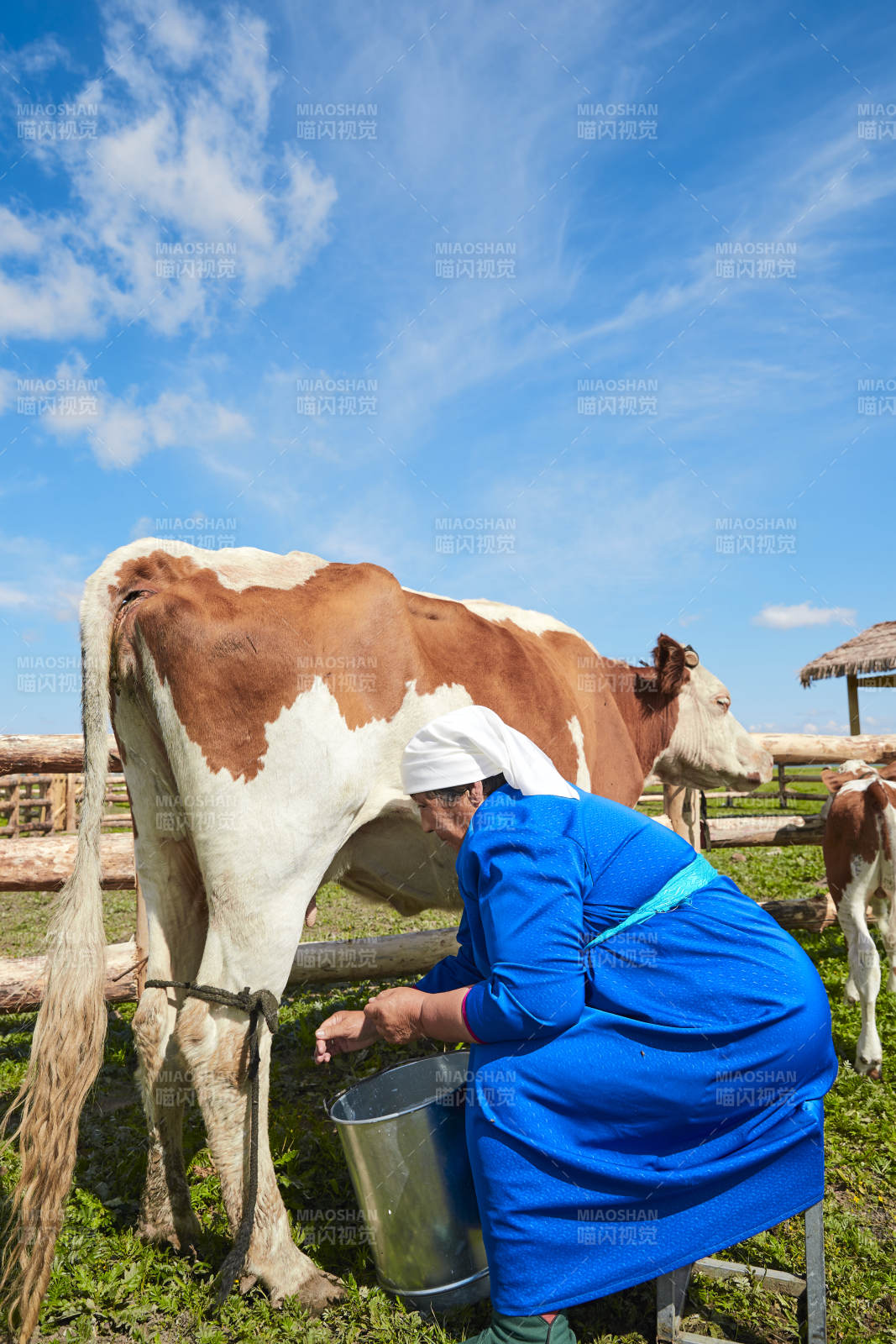 在草原牧場擠牛奶的中老年蒙古女性