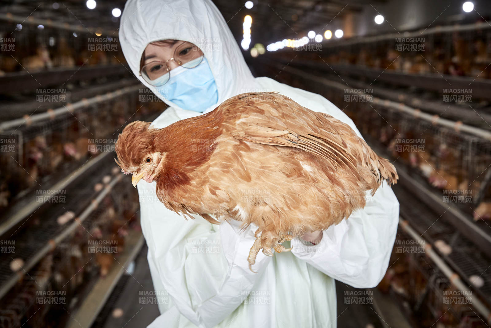 在養雞場為家雞檢查的年輕飼養員
