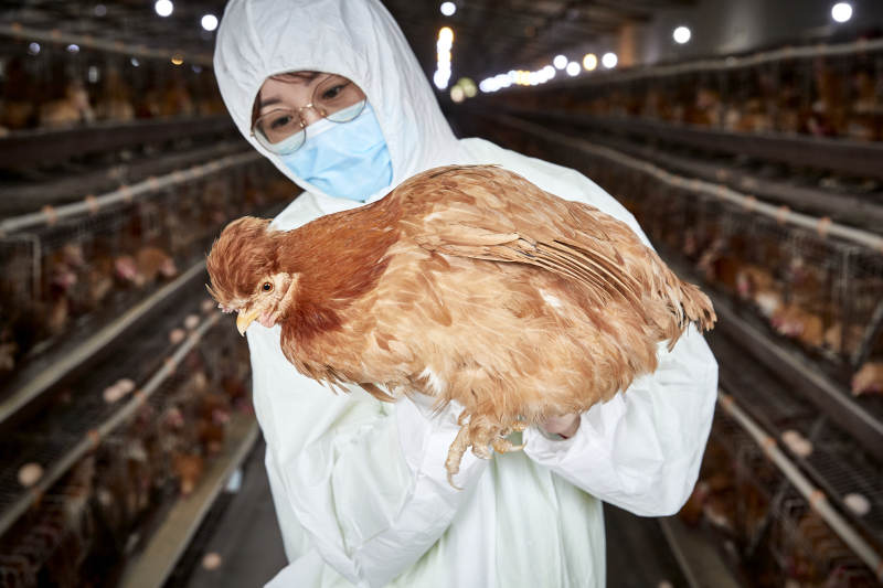 在养鸡场为家鸡检查的年轻饲养员