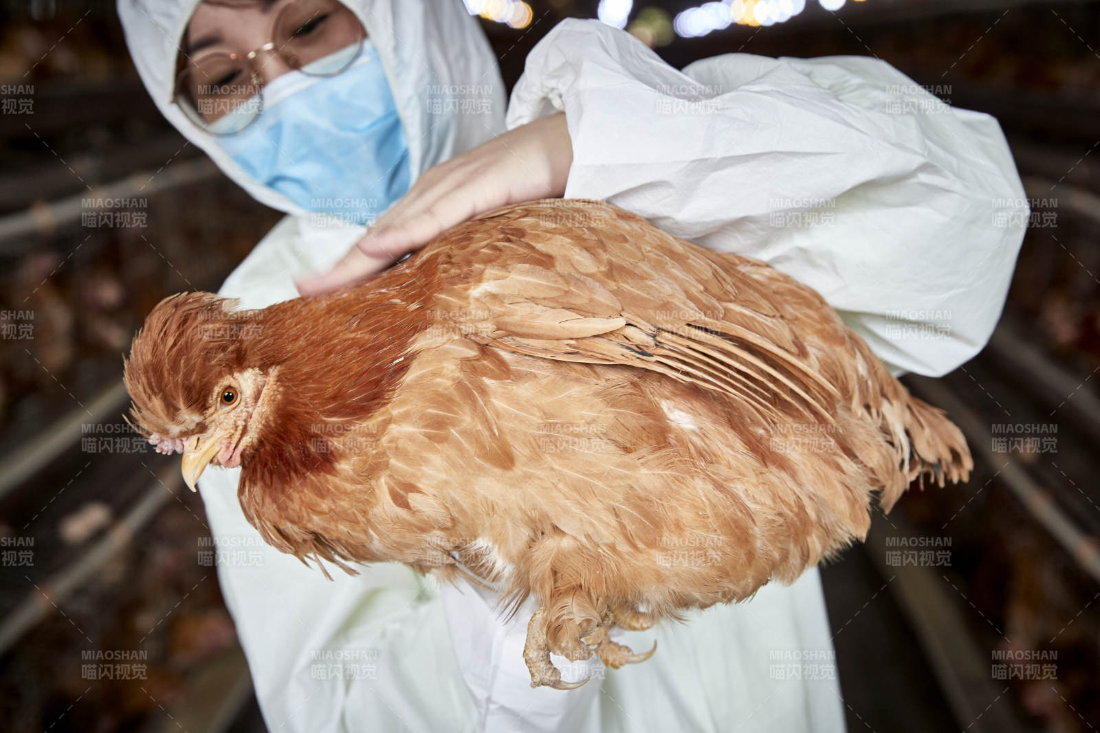 在養(yǎng)雞場(chǎng)為家雞檢查的年輕飼養(yǎng)員