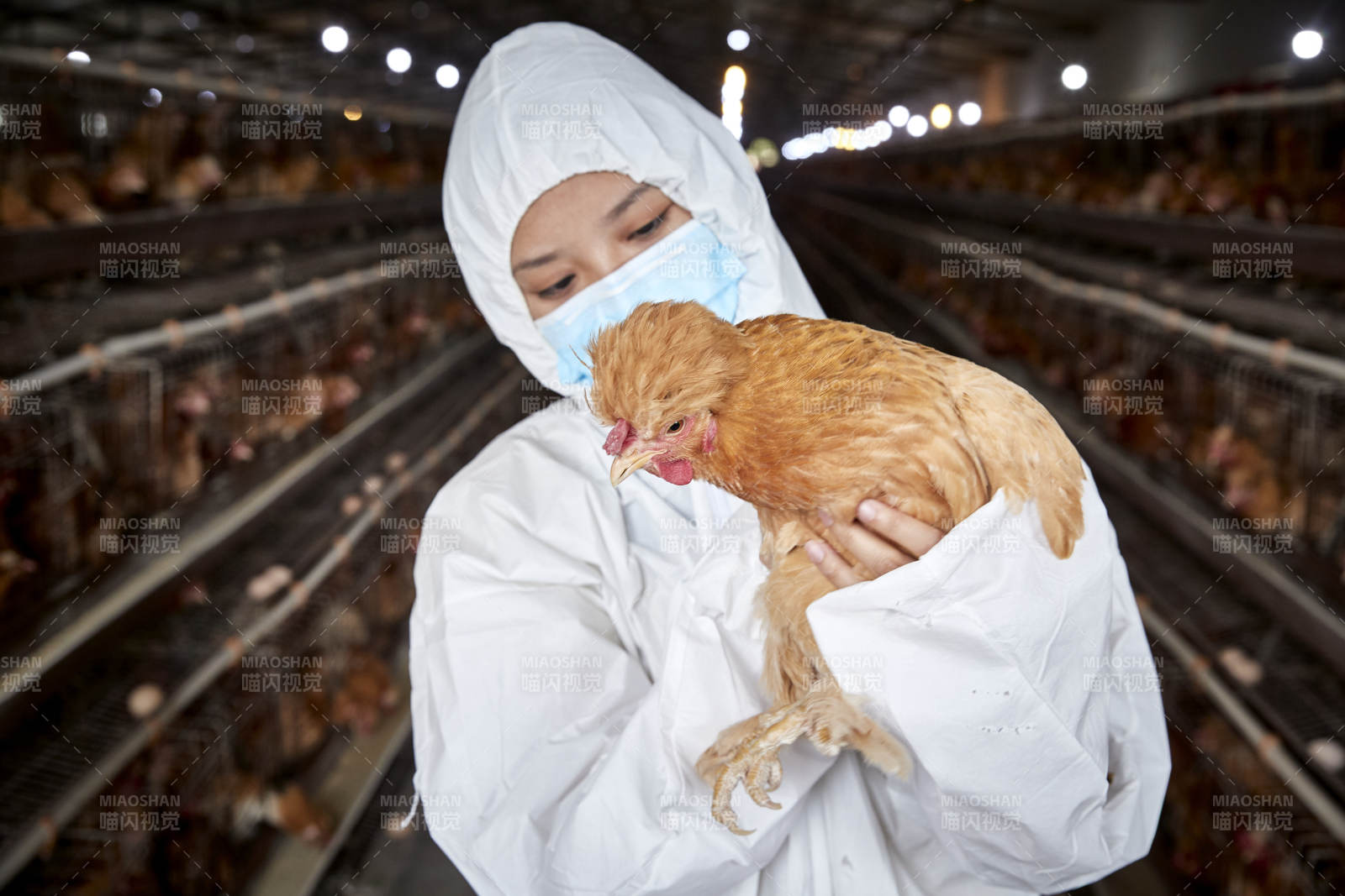 在養雞場為家雞檢查的年輕飼養員