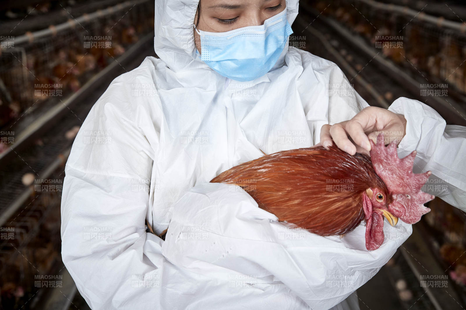 在養(yǎng)雞場(chǎng)為家雞檢查的年輕飼養(yǎng)員