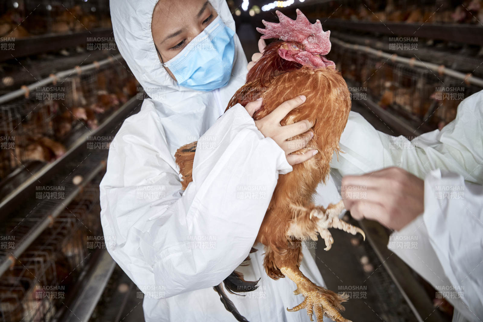 在養(yǎng)雞場為家雞檢查的年輕飼養(yǎng)員