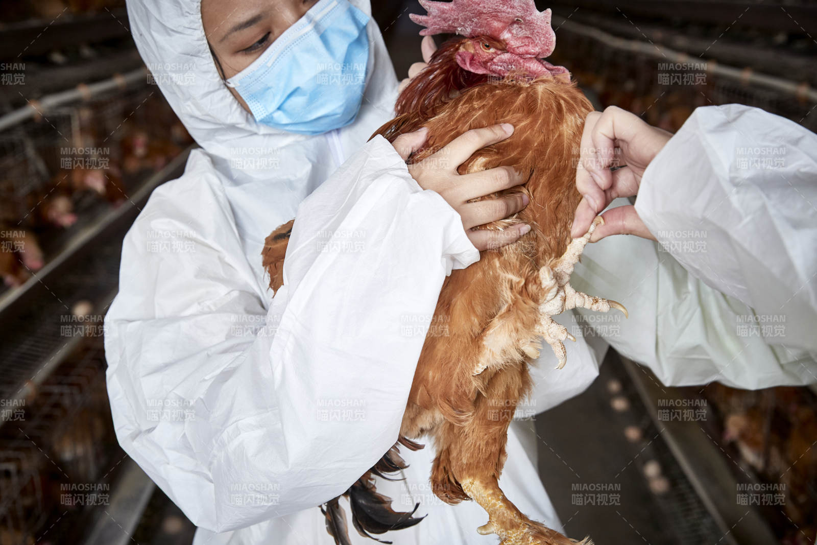 在養雞場為家雞檢查的年輕飼養員