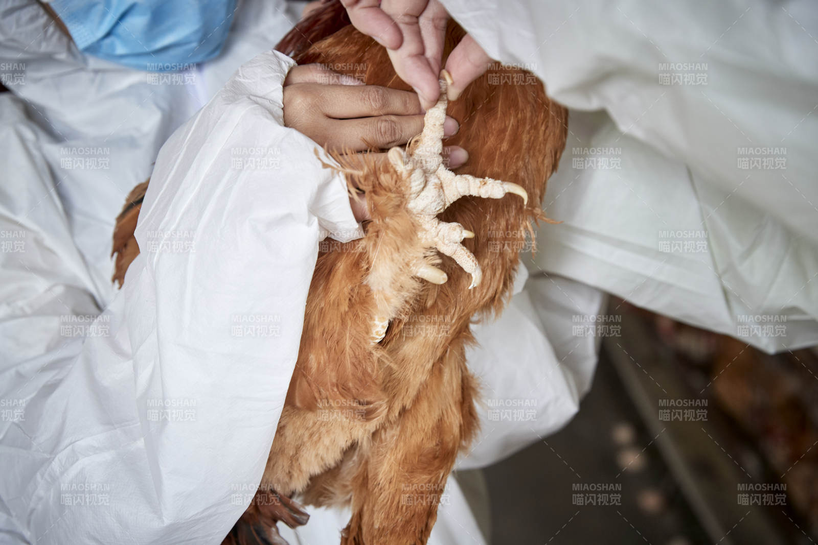 在養雞場為家雞檢查的年輕飼養員