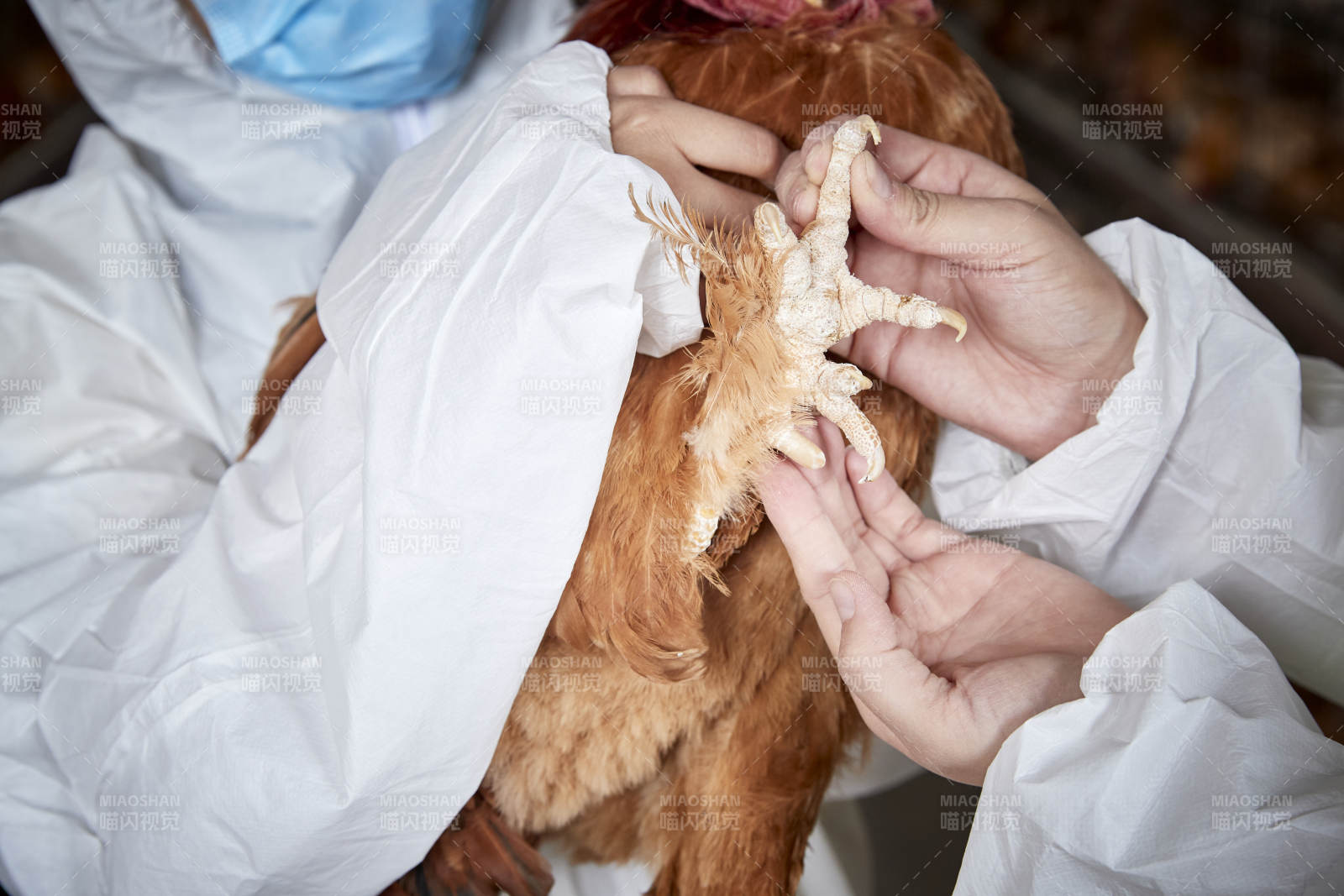在養雞場為家雞檢查的年輕飼養員