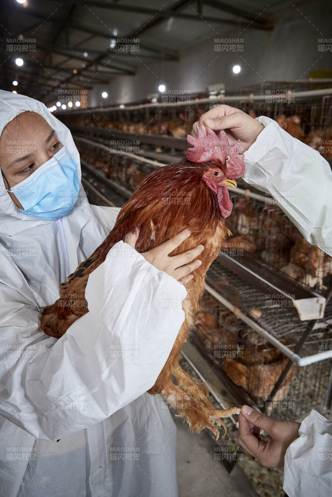 在養雞場為家雞檢查的年輕飼養員