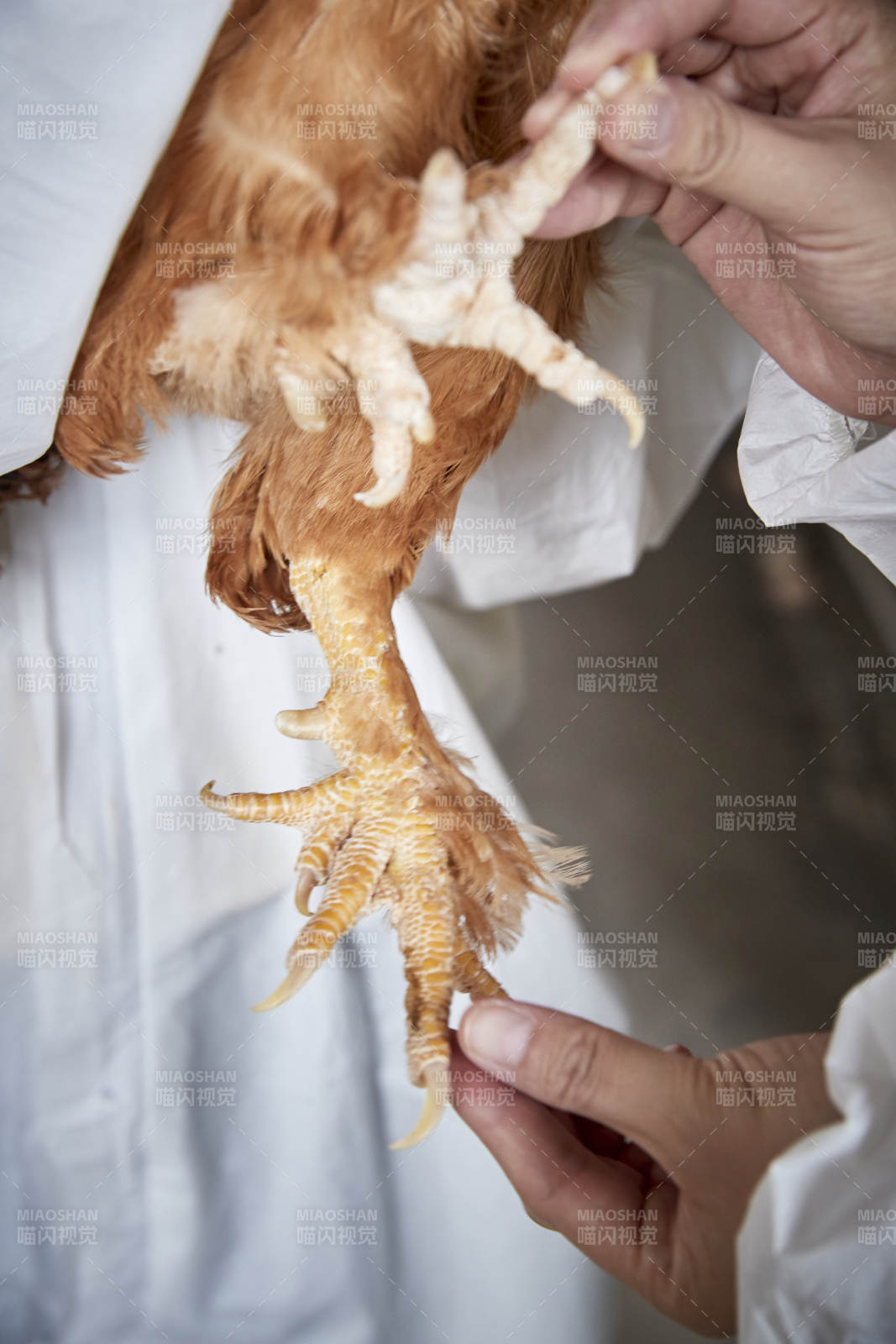 在養雞場為家雞檢查的年輕飼養員