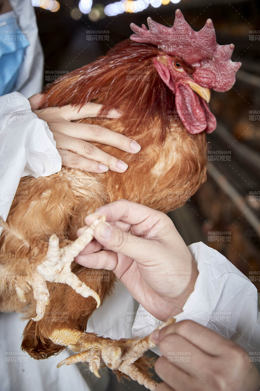 在養(yǎng)雞場為家雞檢查的年輕飼養(yǎng)員