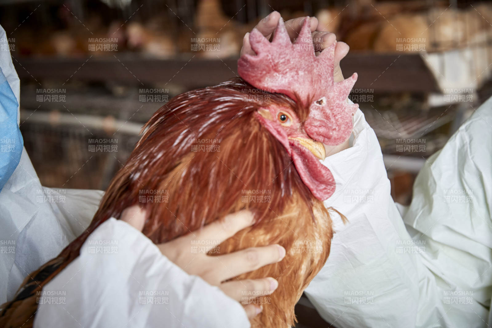 在養雞場為家雞檢查的年輕飼養員