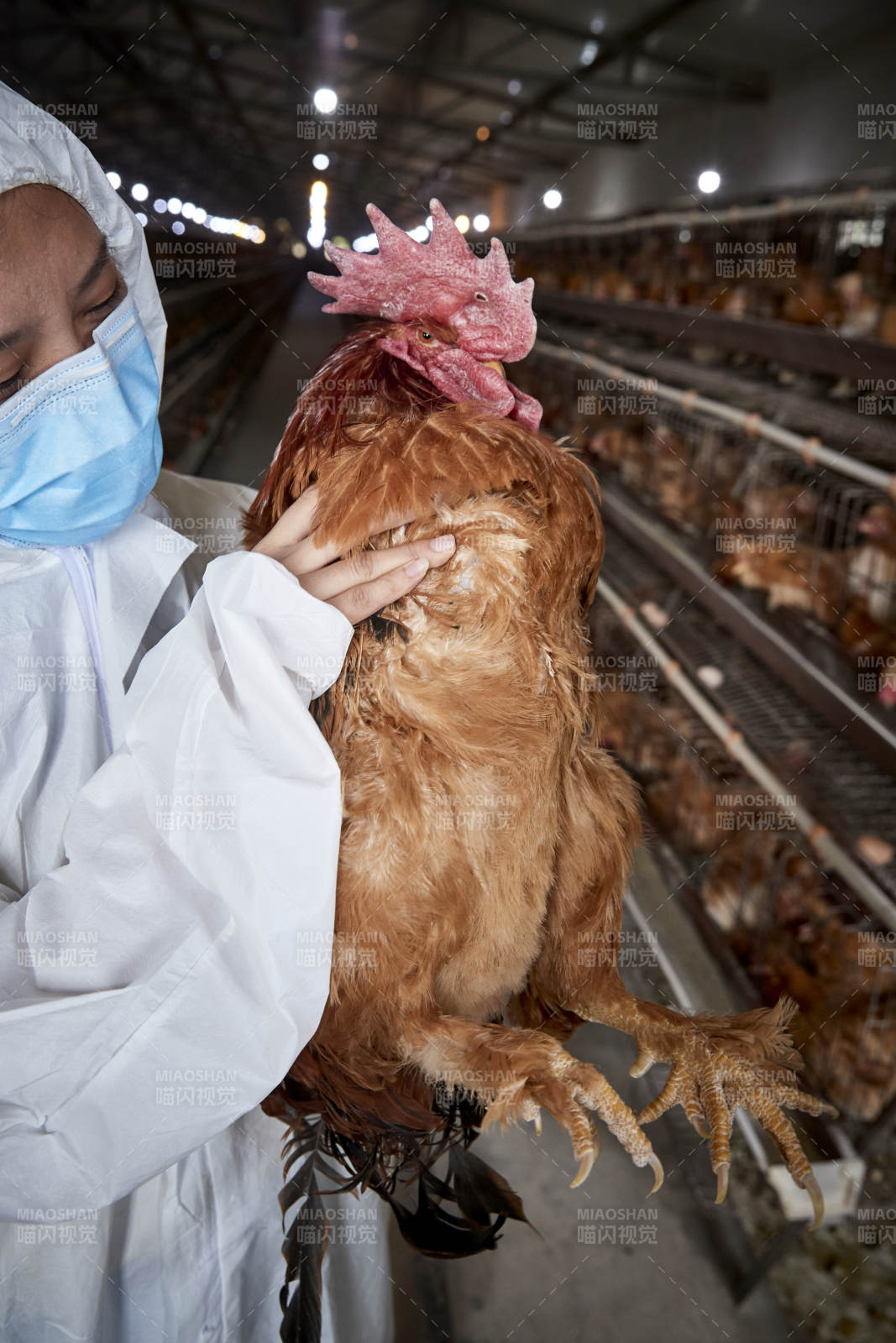在養雞場為家雞檢查的年輕飼養員