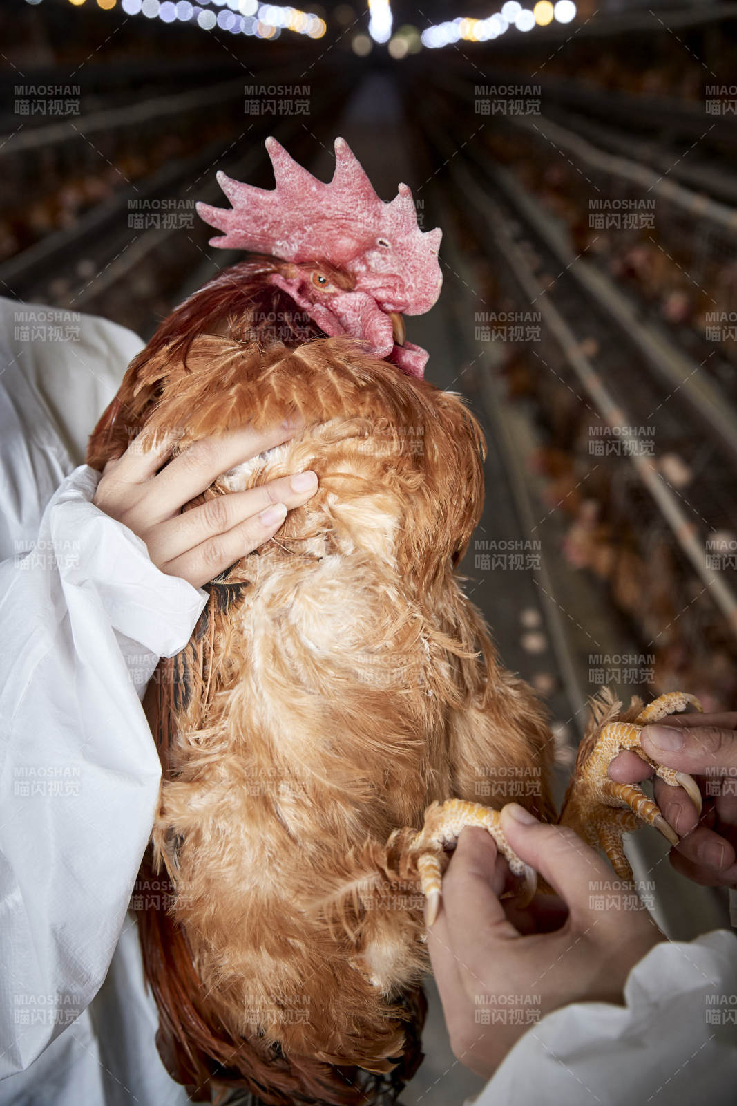 在養雞場為家雞檢查的年輕飼養員