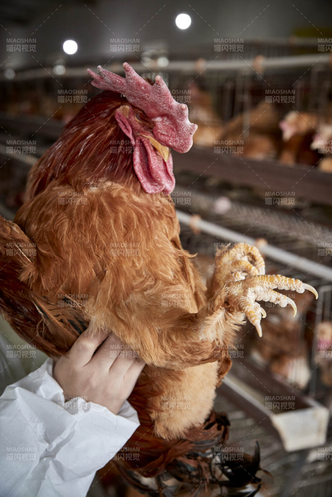 在養(yǎng)雞場(chǎng)為家雞檢查的年輕飼養(yǎng)員