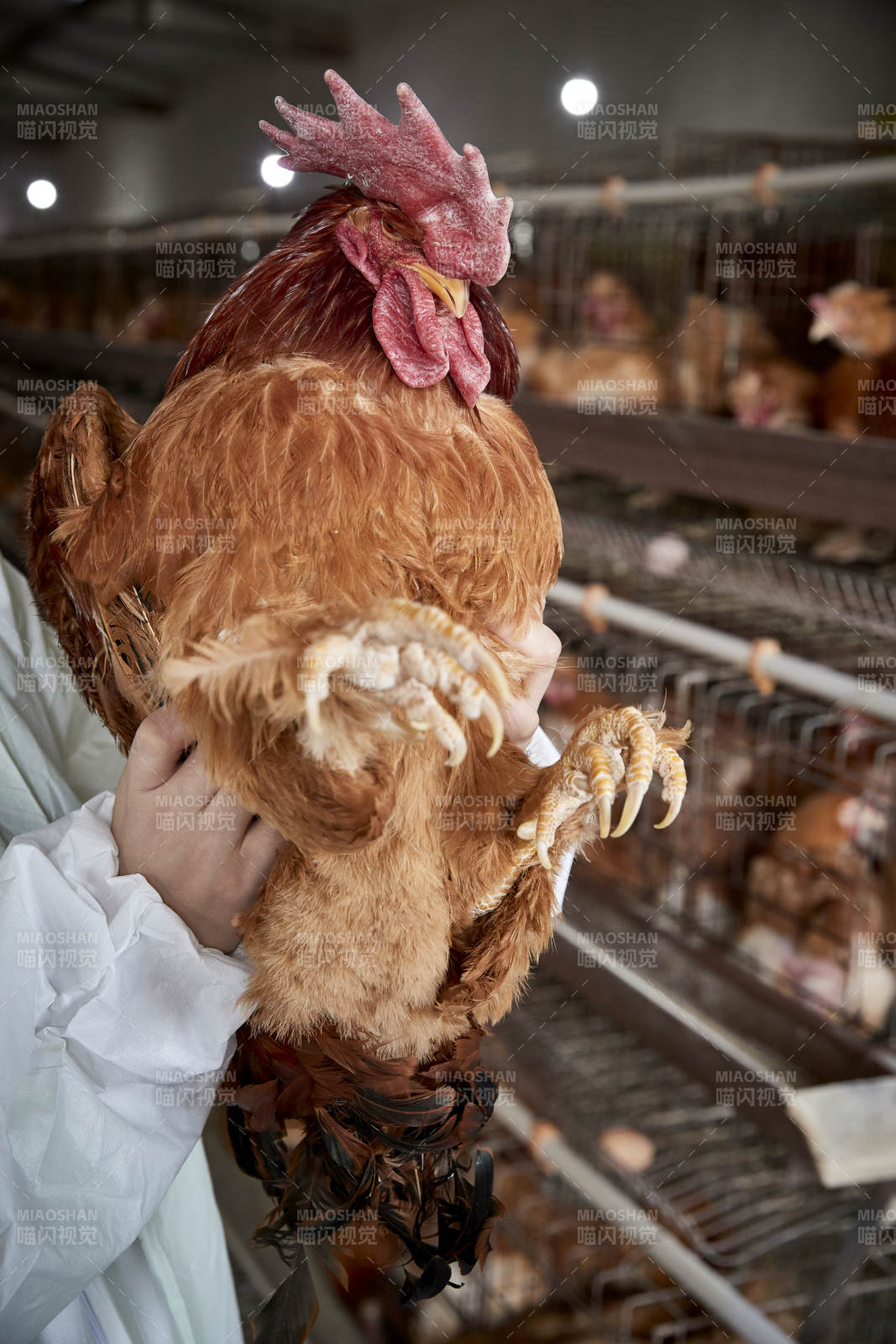 在養雞場為家雞檢查的年輕飼養員