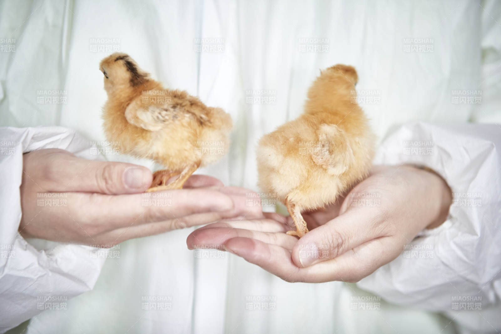把小鸡放在手中检查的女饲养员