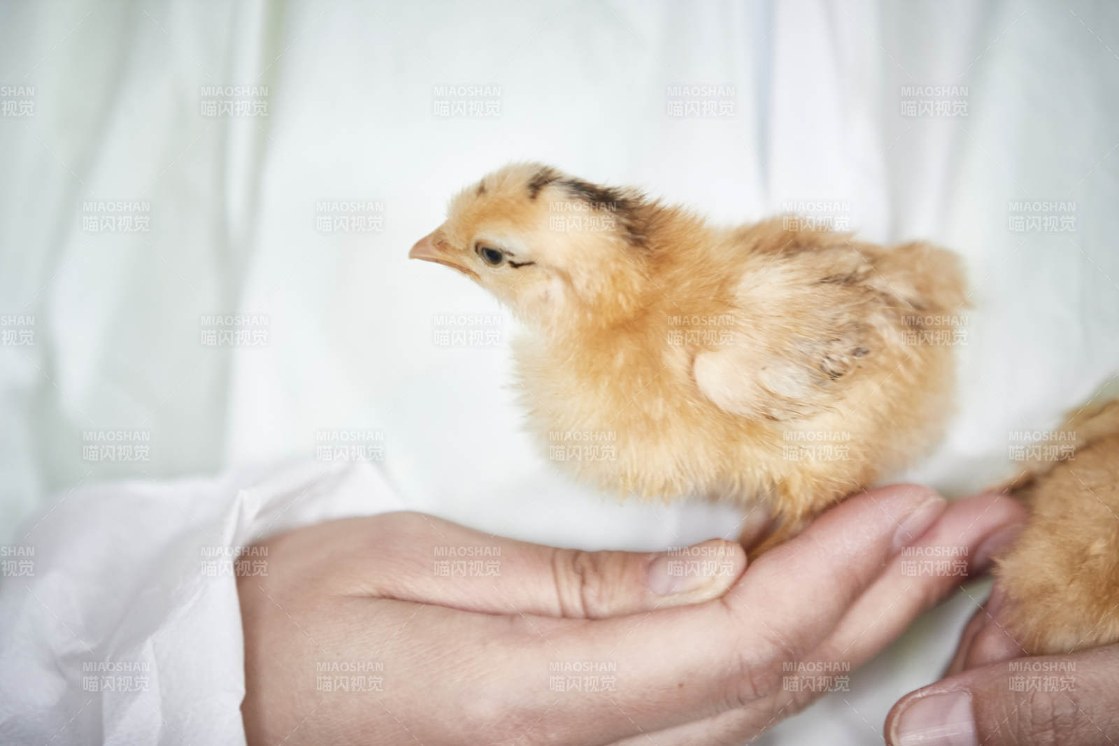 把小鸡放在手中检查的女饲养员
