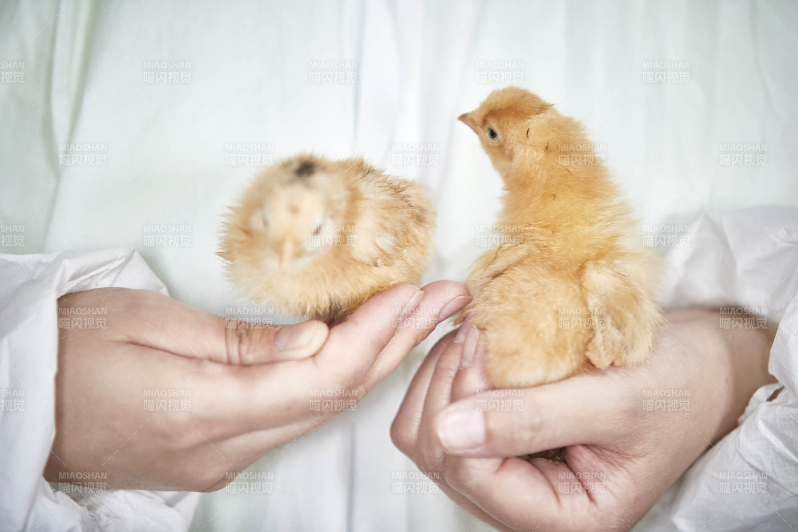 把小雞放在手中檢查的女飼養員