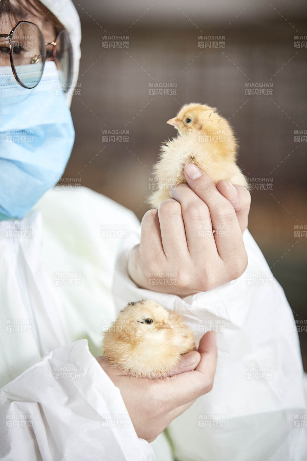 把小雞放在手中檢查的女飼養(yǎng)員