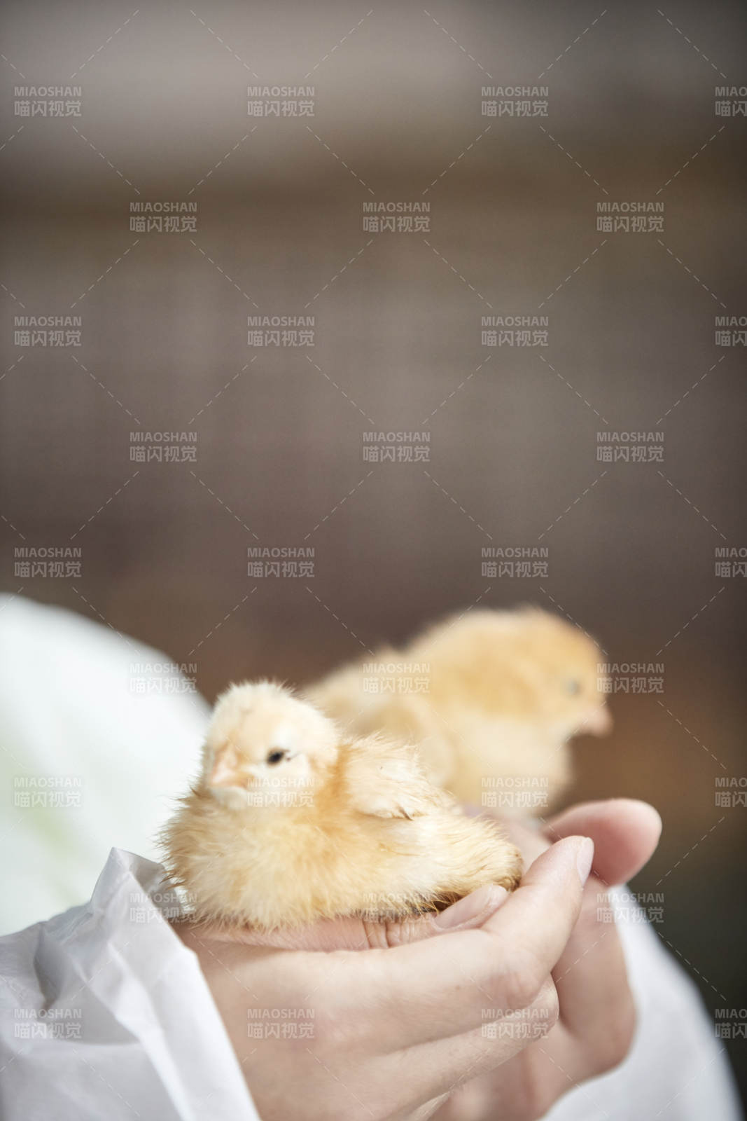 把小鸡放在手中检查的女饲养员