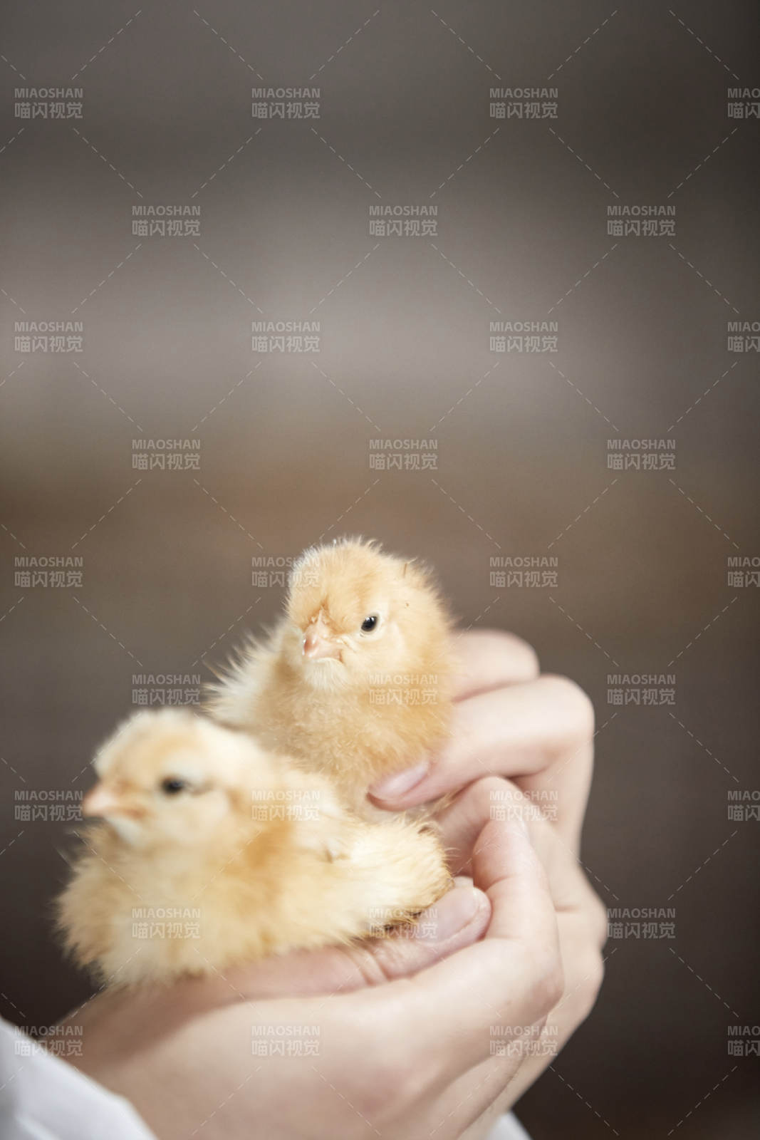 把小雞放在手中檢查的女飼養員